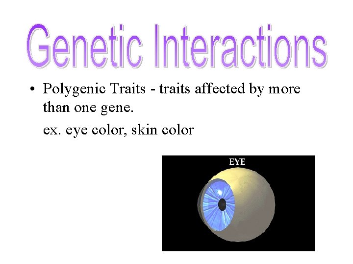  • Polygenic Traits - traits affected by more than one gene. ex. eye