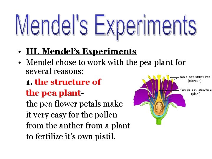  • III. Mendel’s Experiments • Mendel chose to work with the pea plant