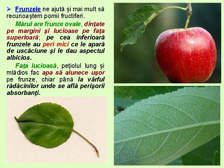 Ø Frunzele ne ajută şi mai mult să recunoaştem pomii fructiferi. Mărul are frunze