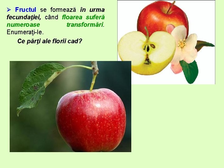 Ø Fructul se formează în urma fecundaţiei, când floarea suferă numeroase transformări. Enumeraţi-le. Ce