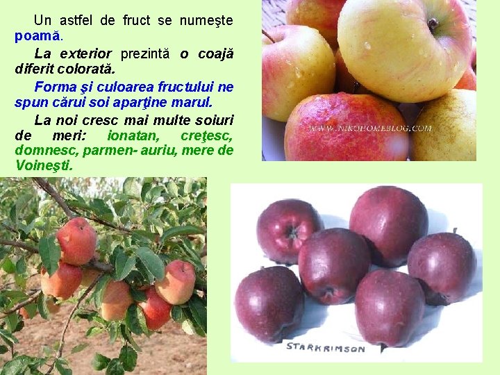 Un astfel de fruct se numeşte poamă. La exterior prezintă o coajă diferit colorată.
