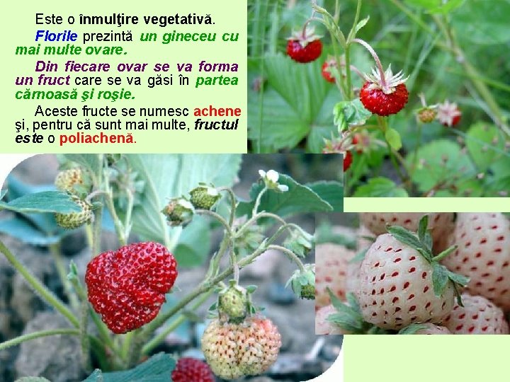 Este o înmulţire vegetativă. Florile prezintă un gineceu cu mai multe ovare. Din fiecare