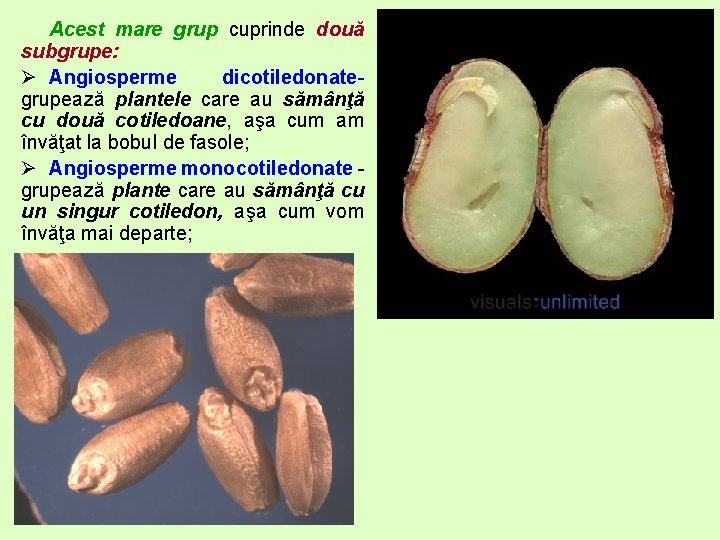 Acest mare grup cuprinde două subgrupe: Ø Angiosperme dicotiledonategrupează plantele care au sămânţă cu