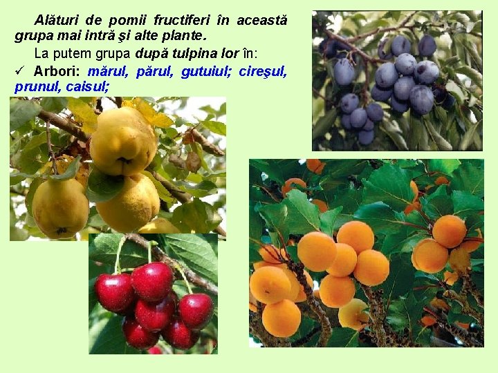 Alături de pomii fructiferi în această grupa mai intră şi alte plante. La putem