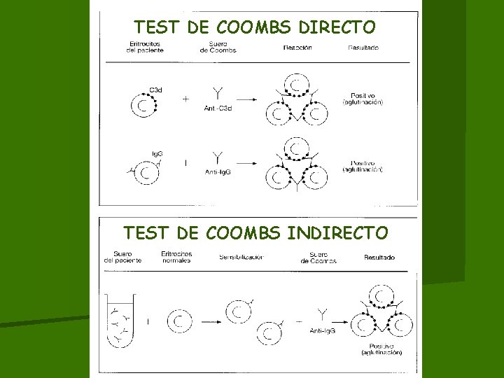 TEST DE COOMBS DIRECTO TEST DE COOMBS INDIRECTO TEST DE COOMBS DIRECTO TEST DE COOMBS INDIRECTO