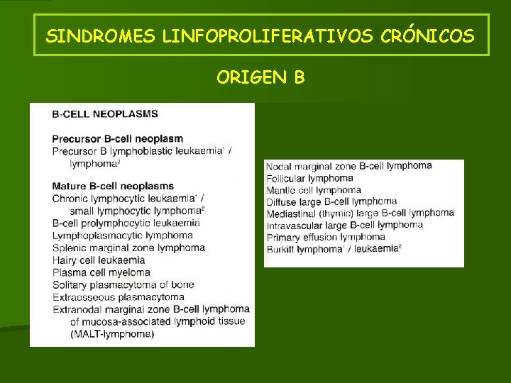 SINDROMES LINFOPROLIFERATIVOS CRÓNICOS ORIGEN B SINDROMES LINFOPROLIFERATIVOS CRÓNICOS ORIGEN B