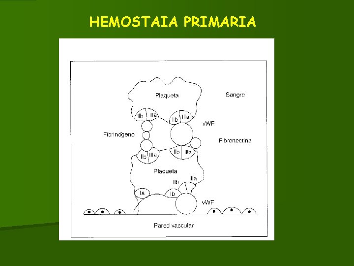 HEMOSTAIA PRIMARIA 