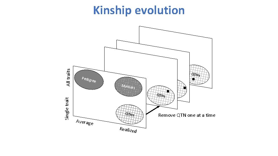 Single trait All traits Kinship evolution QTNs Pedig ree Marke rs QTNs Average Realize