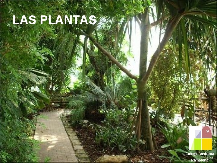 LAS PLANTAS Colegio Vedruna Pamplona 