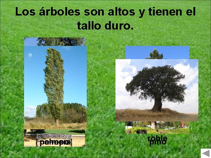 Los árboles son altos y tienen el tallo duro. palmera chopo roble pino 