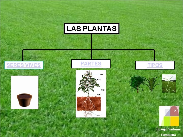 LAS PLANTAS SERES VIVOS PARTES TIPOS Colegio Vedruna Pamplona 