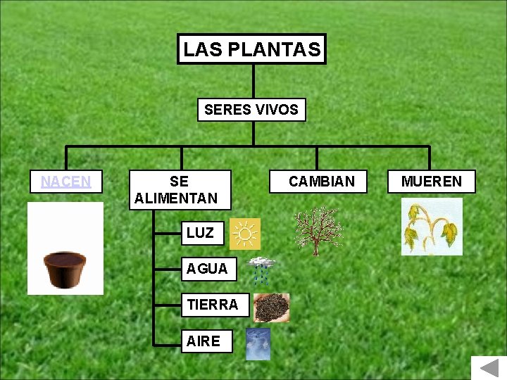 LAS PLANTAS SERES VIVOS NACEN SE ALIMENTAN LUZ AGUA TIERRA AIRE CAMBIAN MUEREN 