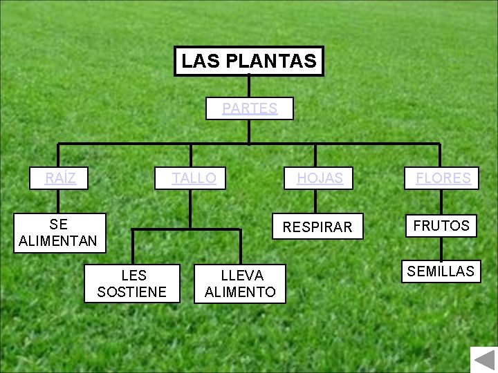 LAS PLANTAS PARTES RAÍZ TALLO SE ALIMENTAN LES SOSTIENE LLEVA ALIMENTO HOJAS FLORES RESPIRAR