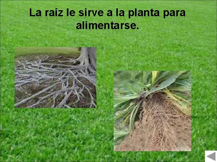 La raíz le sirve a la planta para alimentarse. 