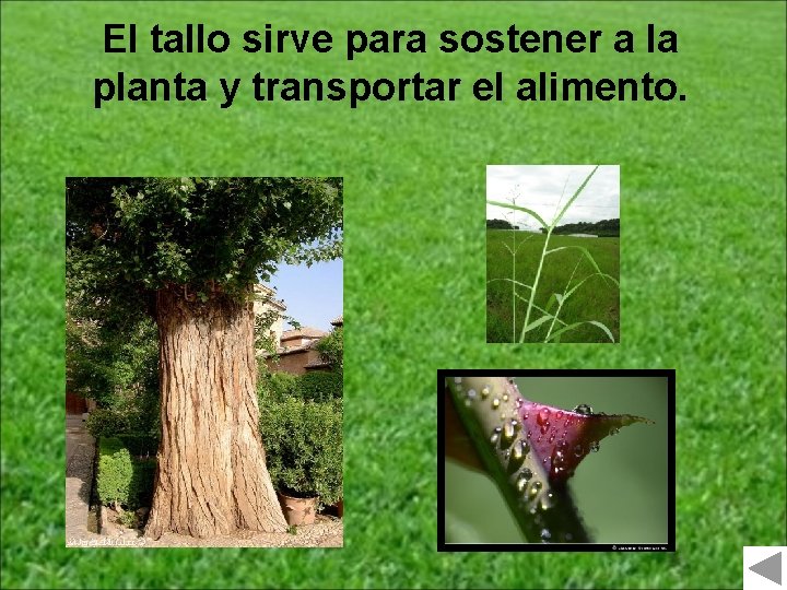 El tallo sirve para sostener a la planta y transportar el alimento. 