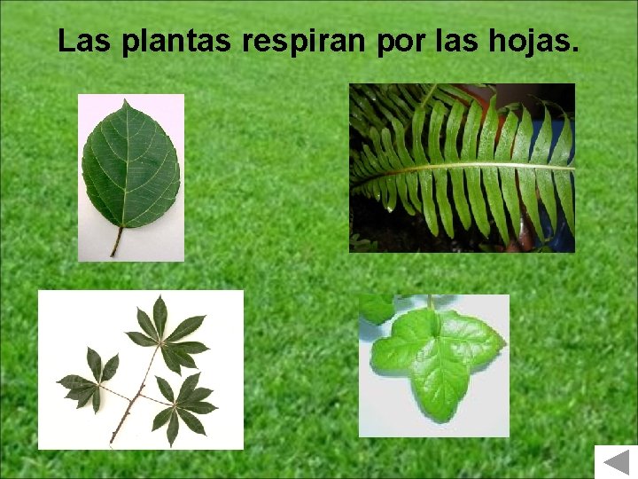 Las plantas respiran por las hojas. 