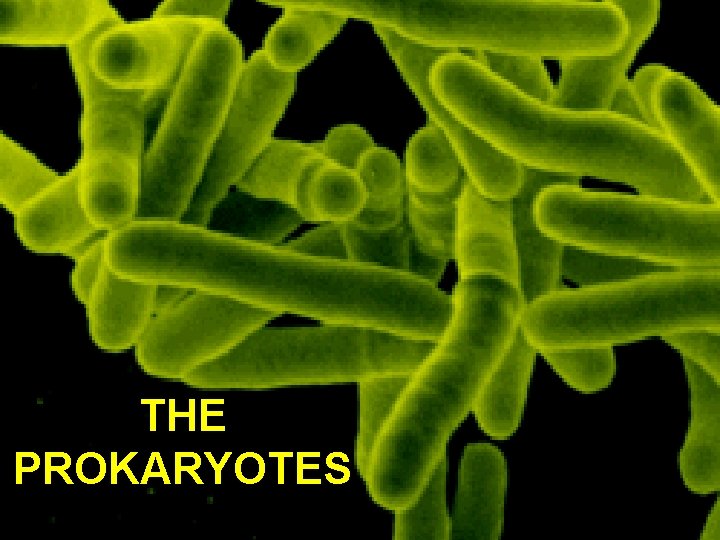 THE PROKARYOTES 