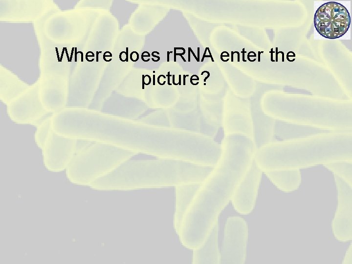 Where does r. RNA enter the picture? 