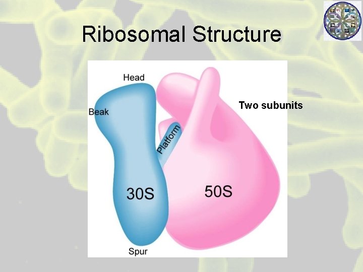 Ribosomal Structure Two subunits 