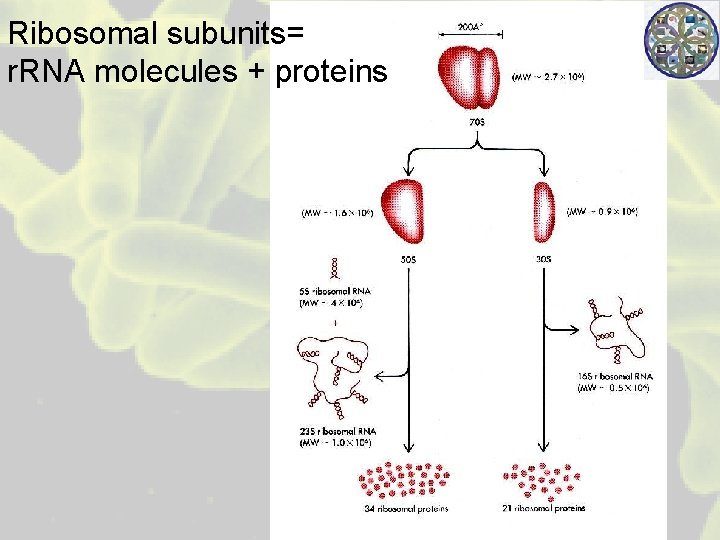 Ribosomal subunits= r. RNA molecules + proteins 