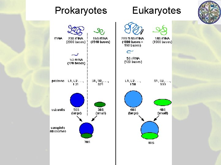 Prokaryotes Eukaryotes 