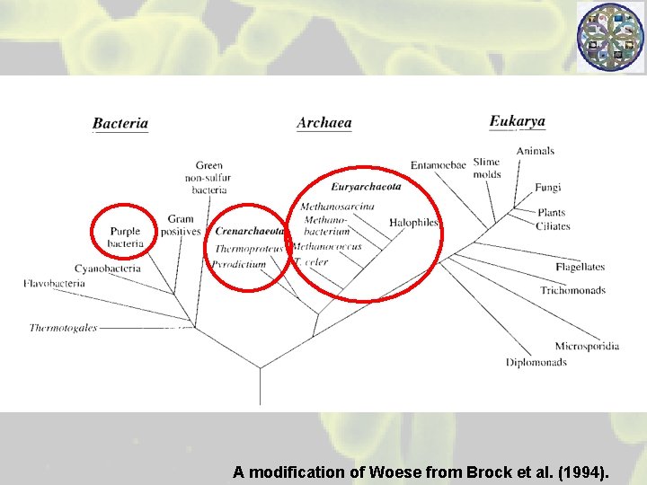 A modification of Woese from Brock et al. (1994). 