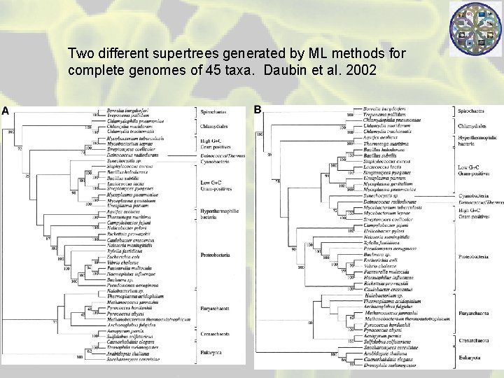 Two different supertrees generated by ML methods for complete genomes of 45 taxa. Daubin