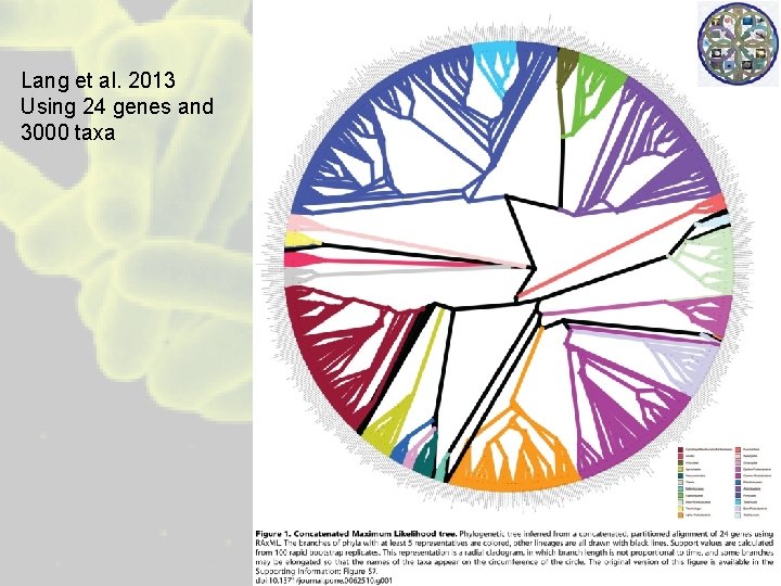 Lang et al. 2013 Using 24 genes and 3000 taxa 