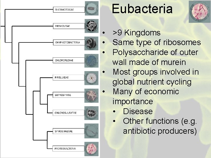 Eubacteria • >9 Kingdoms • Same type of ribosomes • Polysaccharide of outer wall