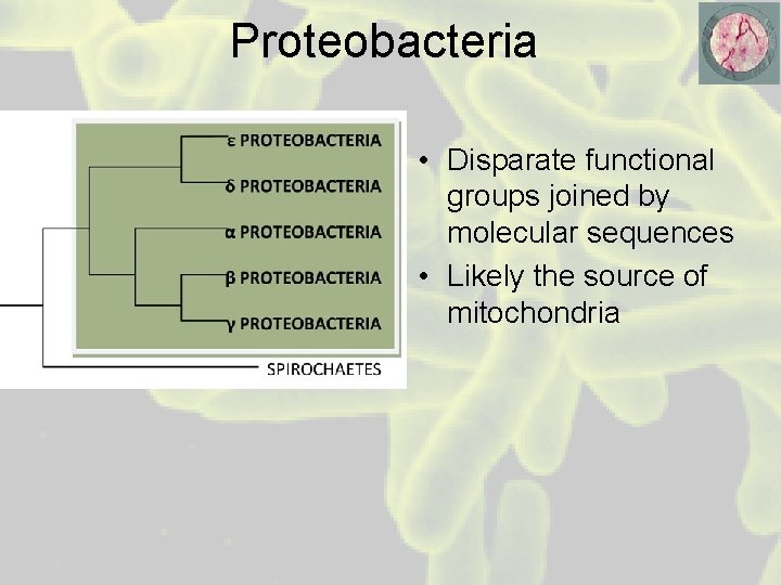 Proteobacteria • Disparate functional groups joined by molecular sequences • Likely the source of