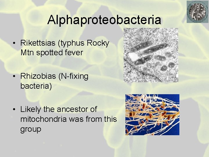 Alphaproteobacteria • Rikettsias (typhus Rocky Mtn spotted fever • Rhizobias (N-fixing bacteria) • Likely