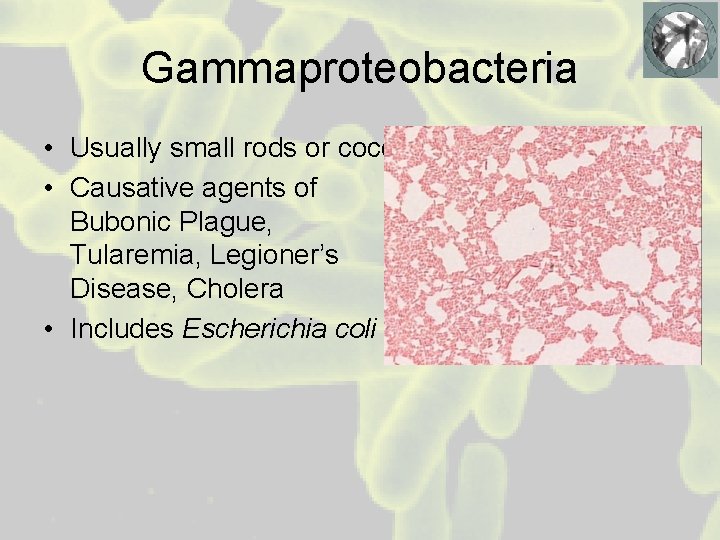 Gammaproteobacteria • Usually small rods or cocci • Causative agents of Bubonic Plague, Tularemia,