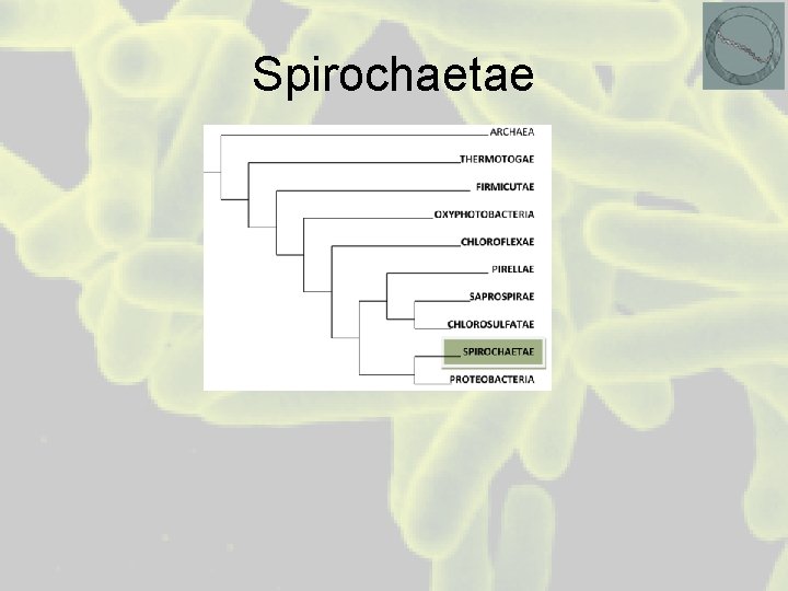 Spirochaetae 