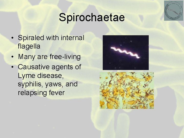 Spirochaetae • Spiraled with internal flagella • Many are free-living • Causative agents of