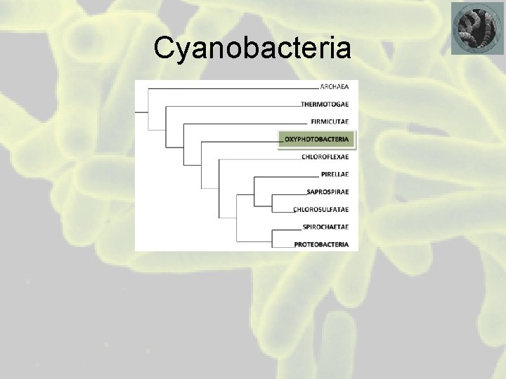 Cyanobacteria 