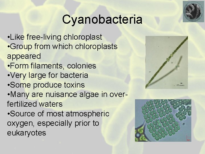 Cyanobacteria • Like free-living chloroplast • Group from which chloroplasts appeared • Form filaments,