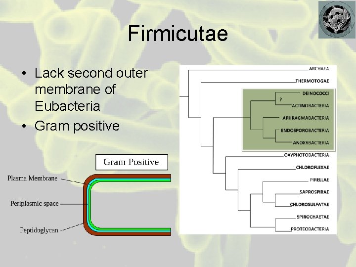 Firmicutae • Lack second outer membrane of Eubacteria • Gram positive 
