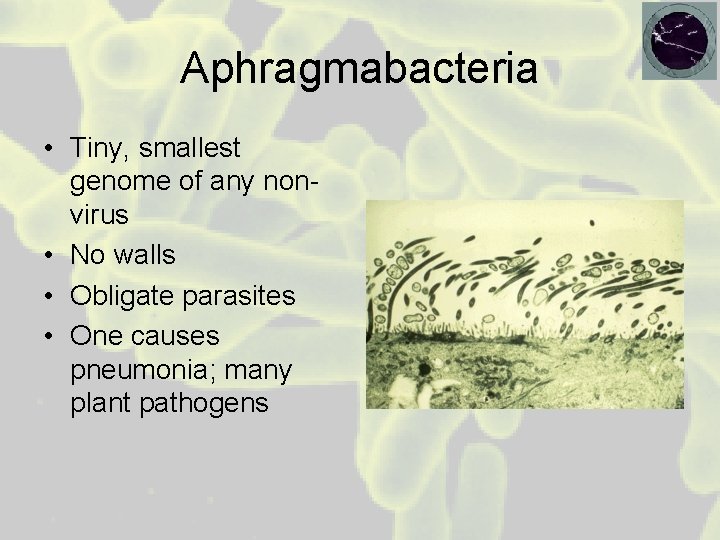 Aphragmabacteria • Tiny, smallest genome of any nonvirus • No walls • Obligate parasites