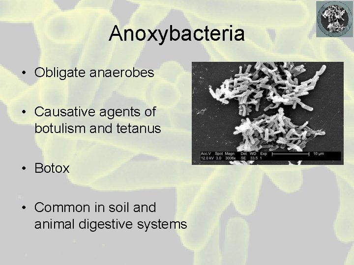 Anoxybacteria • Obligate anaerobes • Causative agents of botulism and tetanus • Botox •