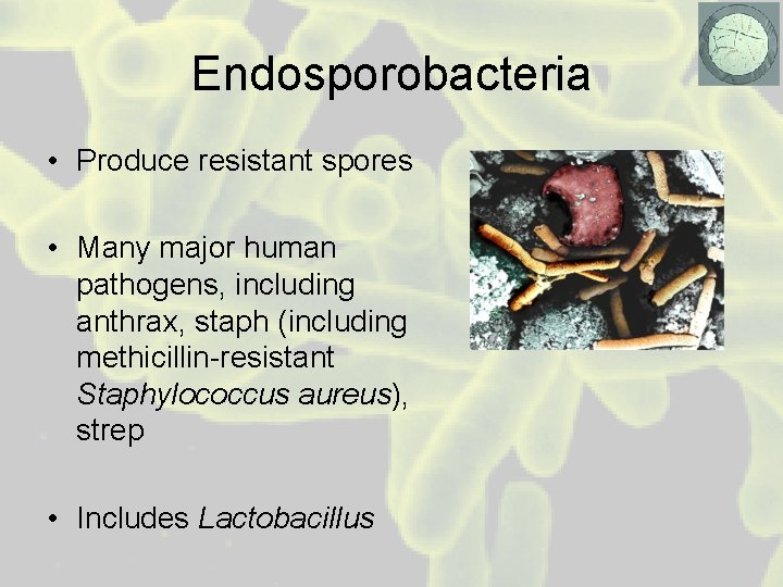 Endosporobacteria • Produce resistant spores • Many major human pathogens, including anthrax, staph (including