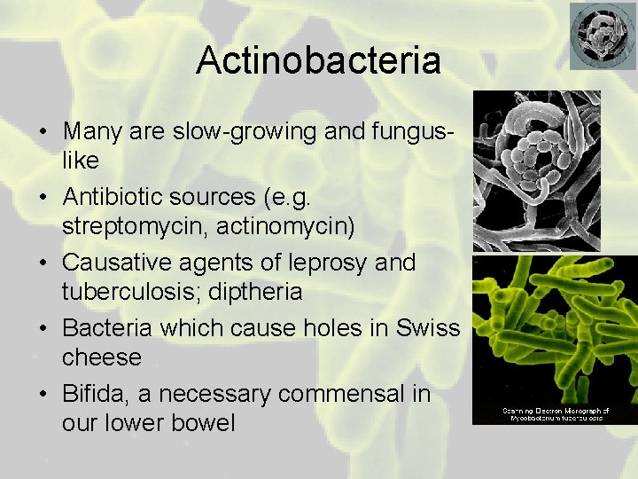 Actinobacteria • Many are slow-growing and funguslike • Antibiotic sources (e. g. streptomycin, actinomycin)