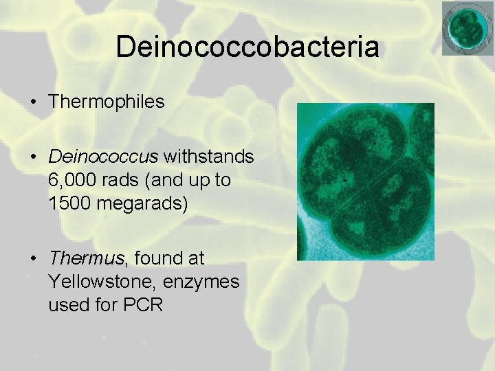 Deinococcobacteria • Thermophiles • Deinococcus withstands 6, 000 rads (and up to 1500 megarads)