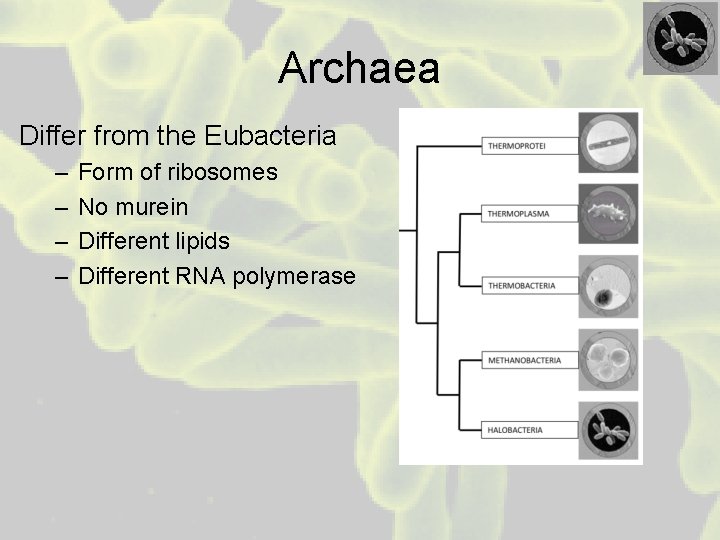 Archaea Differ from the Eubacteria – – Form of ribosomes No murein Different lipids