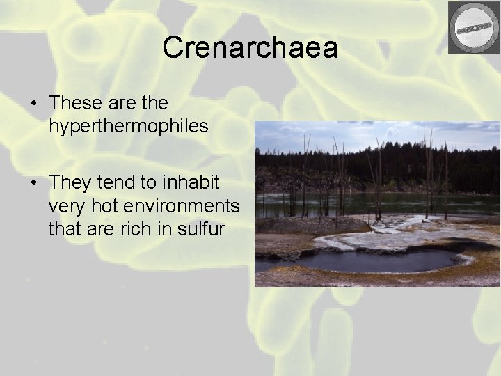 Crenarchaea • These are the hyperthermophiles • They tend to inhabit very hot environments