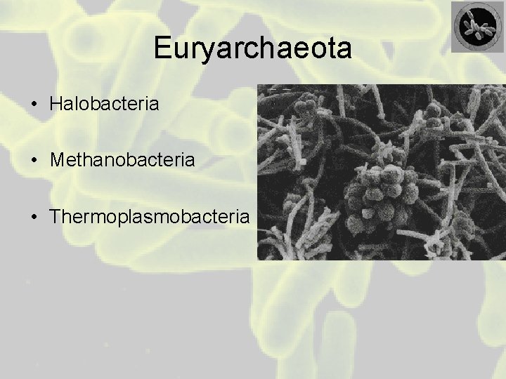 Euryarchaeota • Halobacteria • Methanobacteria • Thermoplasmobacteria 