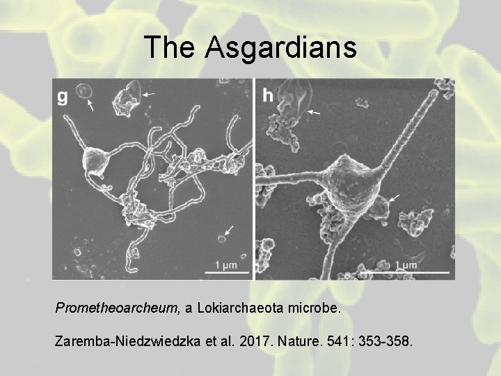 The Asgardians Prometheoarcheum, a Lokiarchaeota microbe. Zaremba-Niedzwiedzka et al. 2017. Nature. 541: 353 -358.