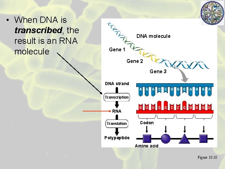  • When DNA is transcribed, the result is an RNA molecule DNA molecule