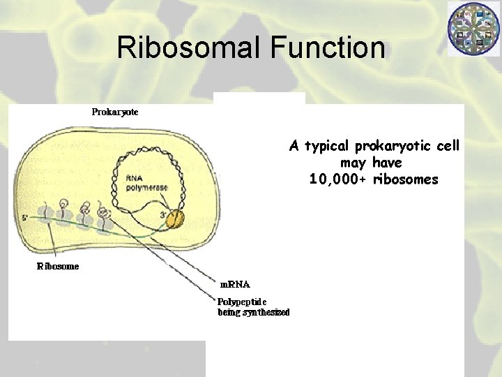 Ribosomal Function A typical prokaryotic cell may have 10, 000+ ribosomes 