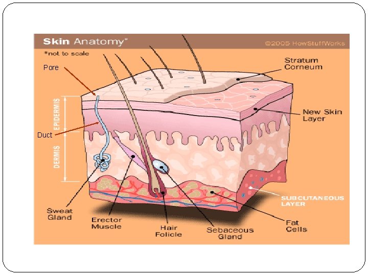Pore Duct Pore Duct