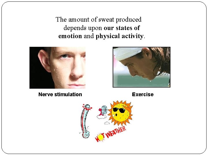 The amount of sweat produced depends upon our states of emotion and physical activity. The amount of sweat produced depends upon our states of emotion and physical activity.